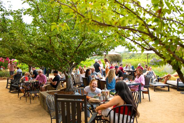 Dry Creek Vineyard by null