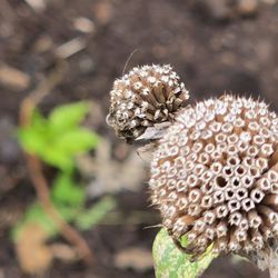 The 606 - Bloomingdale Trail