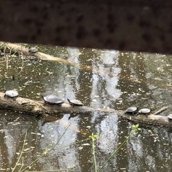 Wolf River Greenway - Turtles