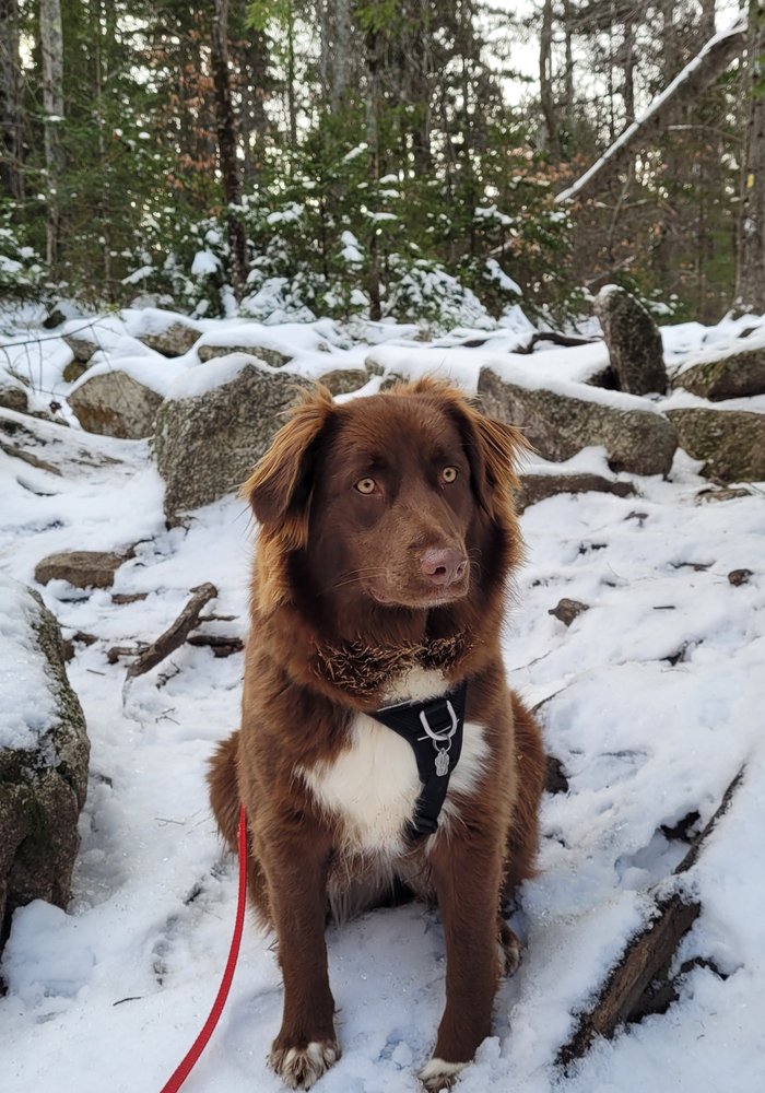 FOUR LEGGERS DOGGIE DAYCARE Updated September 2024 22 Photos & 25