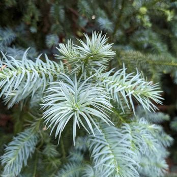 Washington Park Arboretum - Parks Near Me - Seattle, Washington Washington Park Arboretum - Parks Near Me - Seattle, Washington