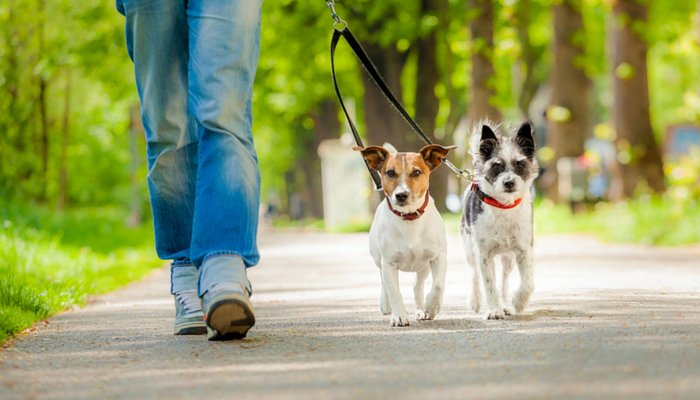 Unleashed Tampa Bay - pet boarding facility in Tampa, FL