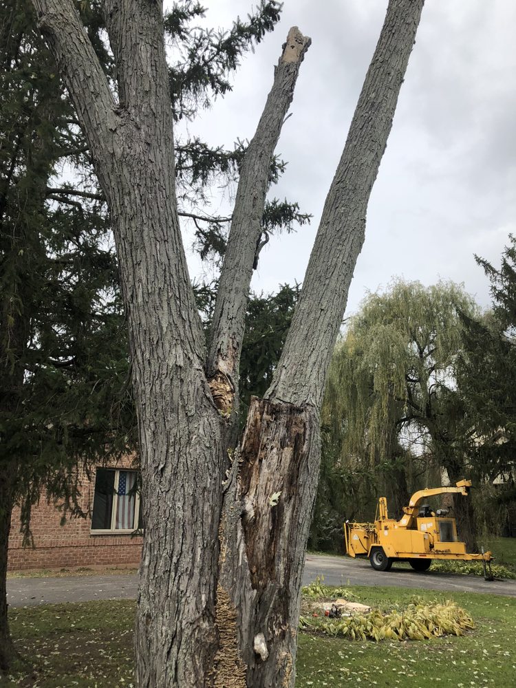 D&P TREE SERVICE 18 Photos Arlington Heights, Illinois Snow