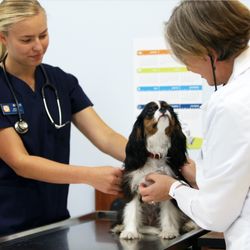 banfield dog teeth cleaning cost