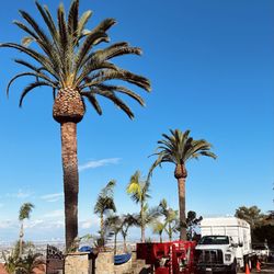 Date Palm Tree Trimming