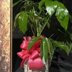 Ann Smith's Florist - The tiny plant delivered