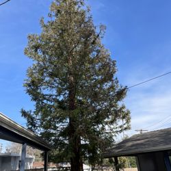 AR Lawn and Tree Care