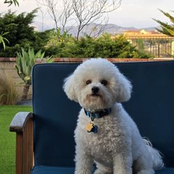 T-DOGS Grooming - Before