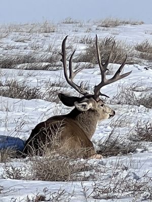 Rocky Mountain Arsenal National Wildlife Refuge by null