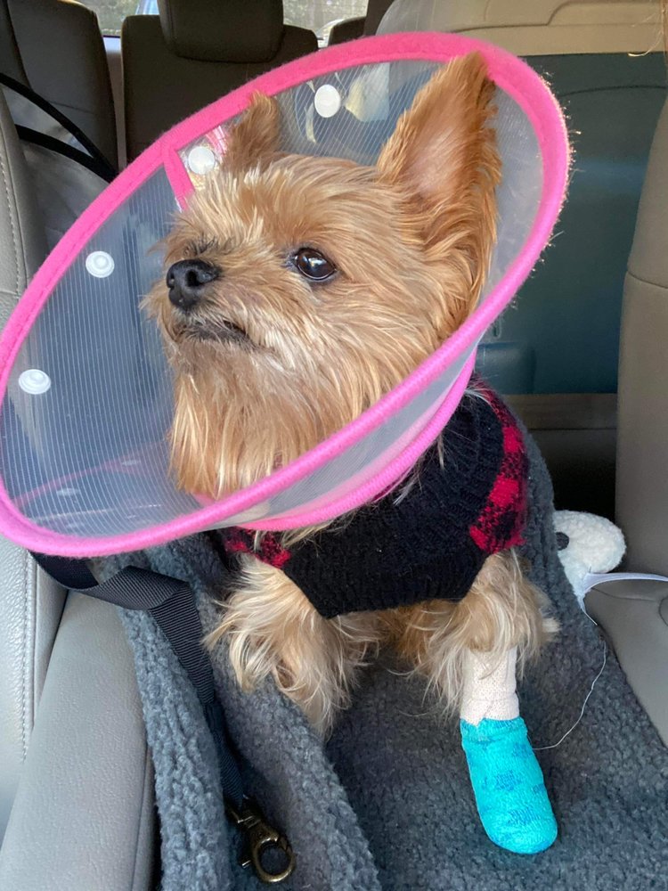 Bartram Trail Veterinary Hospital Image