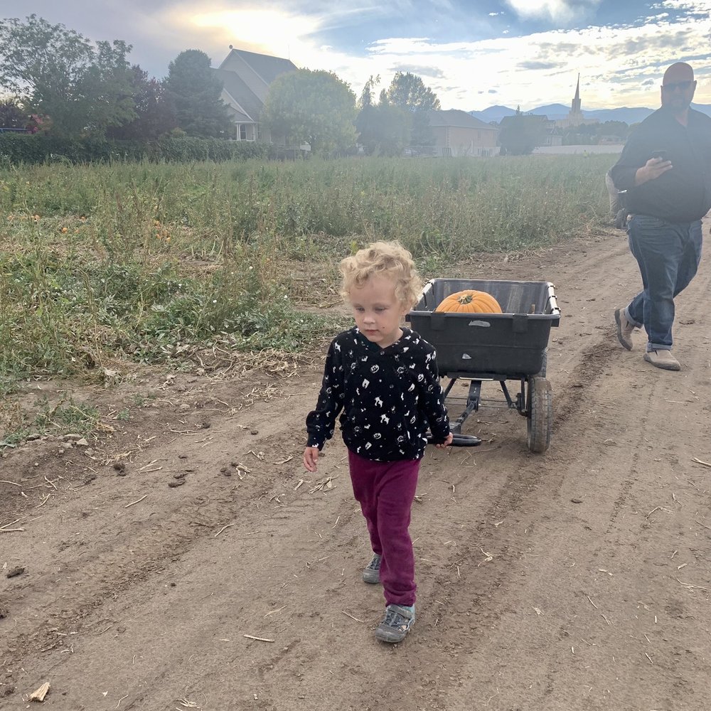 Mabey’s Pumpkin Patch - Found the perfect pumpkin - Pumpkin Patches Near Me - South Jordan, Utah Mabey’s Pumpkin Patch - Found the perfect pumpkin - Pumpkin Patches Near Me - South Jordan, Utah