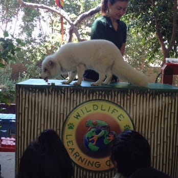 Wildlife Learning Center - An arctic fox! - Zoos Near Me - Sylmar, California Wildlife Learning Center - An arctic fox! - Zoos Near Me - Sylmar, California