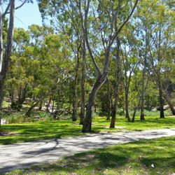 River Torrens Linear Reserve