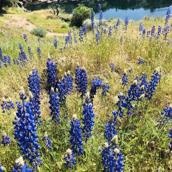Knights Ferry Covered Bridge - Looking down start from all purple wild flowers down hills. - Parks Near Me - Knights Ferry, California