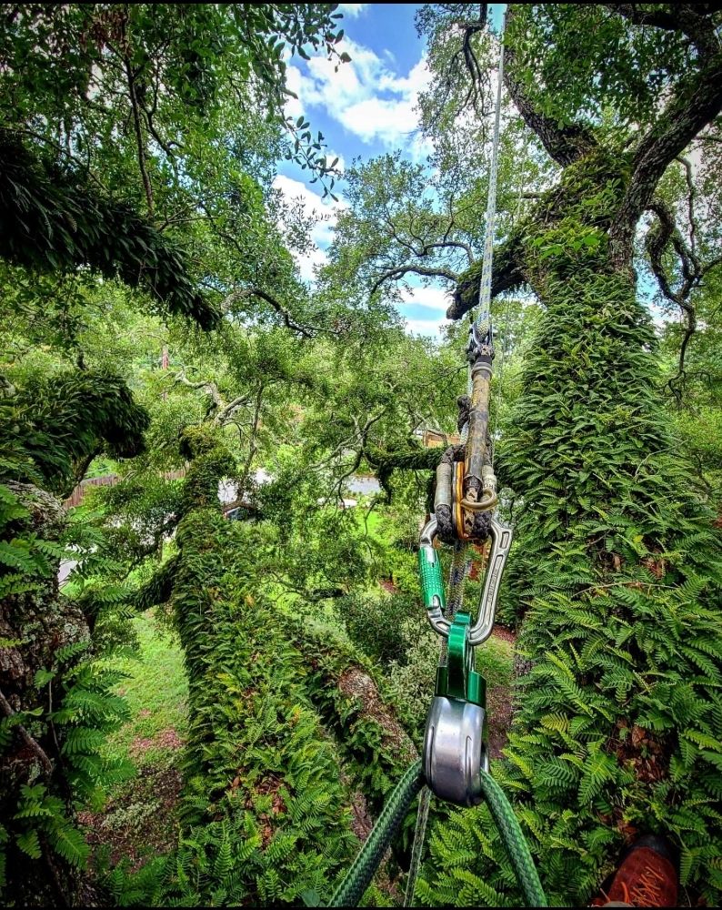 Tap Root Tree Specialists - tree service in North Charleston, SC