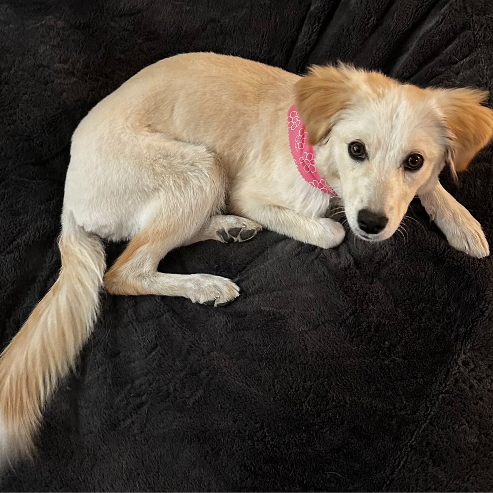 Pin Up Pets - Pet Groomers Near Me - Chandler, Arizona Pin Up Pets - Pet Groomers Near Me - Chandler, Arizona