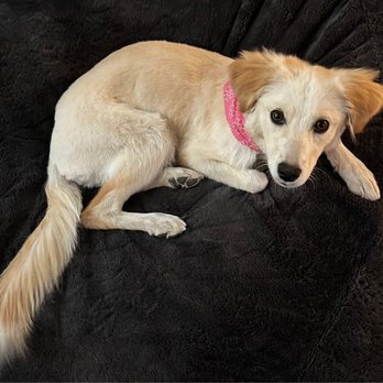 Pin Up Pets - Pet Groomers Near Me - Chandler, Arizona