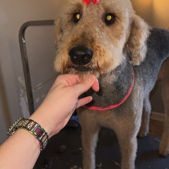 Wagging Tails - Pet Groomers Near Me Wagging Tails - Pet Groomers Near Me