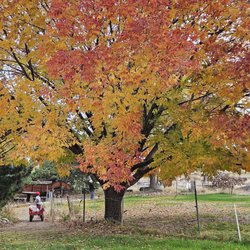 Cabalo's Orchard & Gardens - Autumn colors take my breath away