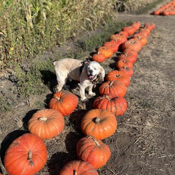 Farmer John's Pumpkin Farm - Pumpkin Patches Near Me - Half Moon Bay, California Farmer John's Pumpkin Farm - Pumpkin Patches Near Me - Half Moon Bay, California
