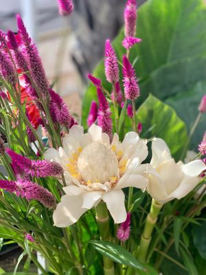 Viejo San Juan Farmers Market by null