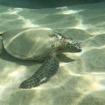 Maui Snorkel Charters - Boat Tours Near Me - Kihei, Hawaii Maui Snorkel Charters - Boat Tours Near Me - Kihei, Hawaii