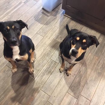 Bulverde Area Humane Society - Our first day at our forever home waiting for cookies - Animal Shelters Near Me - Bulverde, Texas
