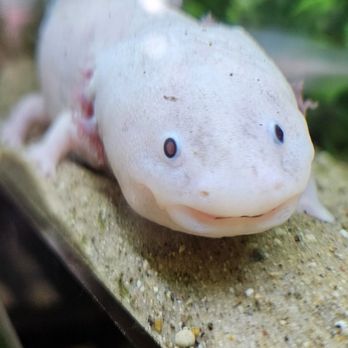 GT Butterfly House & Bug Zoo - axolotl "Daisy" - Zoos Near Me - Williamsburg, Michigan GT Butterfly House & Bug Zoo - axolotl "Daisy" - Zoos Near Me - Williamsburg, Michigan