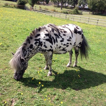Grimsbury Farm Outreach - Beautiful pony at Grimsbury Farm - Child Care & Day Care Near Me - Bristol, BST Grimsbury Farm Outreach - Beautiful pony at Grimsbury Farm - Child Care & Day Care Near Me - Bristol, BST