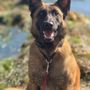 Photo of Boundless K9 Training
