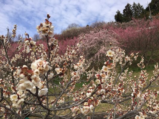 広橋梅林 Botanical Gardens 下市町広橋 吉野郡 奈良県 Japan Yelp