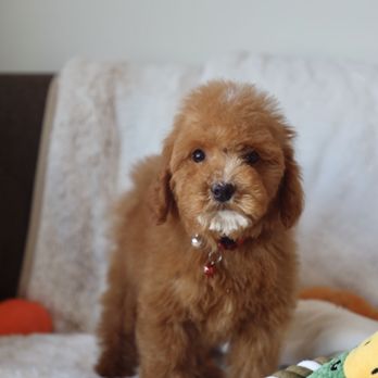 Copper Canyon Doodles - Pet Breeders Near Me - Cedar City, Utah