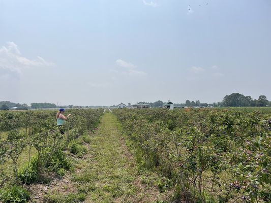 Cullipher Farm by null