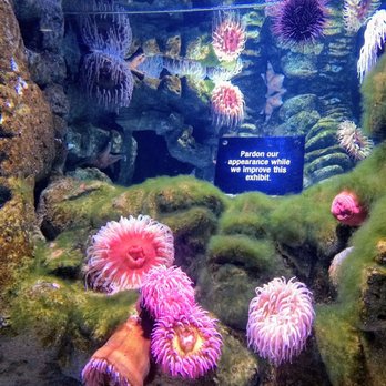 Aquarium New England - 09-02-21 White-Spotted Rose Anemone - Aquariums Near Me - Boston, Massachusetts Aquarium New England - 09-02-21 White-Spotted Rose Anemone - Aquariums Near Me - Boston, Massachusetts