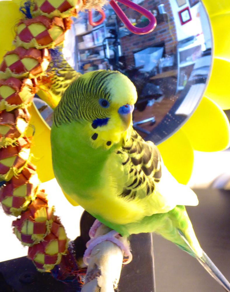 BIZEE BIRD STORE Updated August 2024 27 Reviews 5020 SW Watson