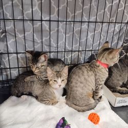 Ten Lives Club - Ten Lives Club's Kitty Games charity event! :-)
