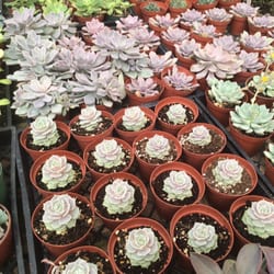 Island View Nursery - So many succulents!!