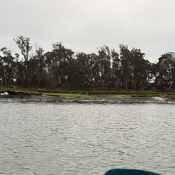 Blue Water Ventures - Kayaking Elkhorn slough off Moss Landing