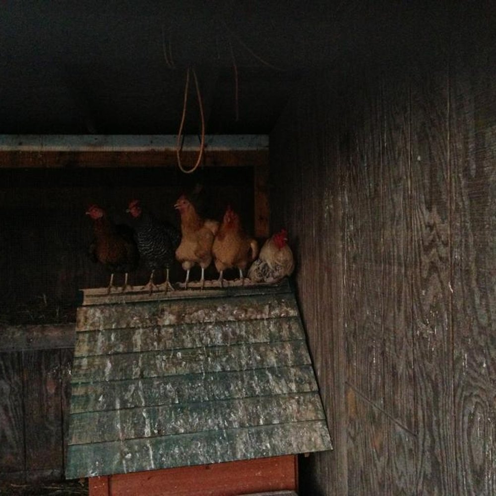 The Kaaterskill - Chickens! - Venues & Event Spaces Near Me - Catskill, New York The Kaaterskill - Chickens! - Venues & Event Spaces Near Me - Catskill, New York