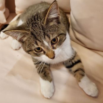 Lazy Cat Lounge - Pet Adoption Near Me - Lafayette, Indiana