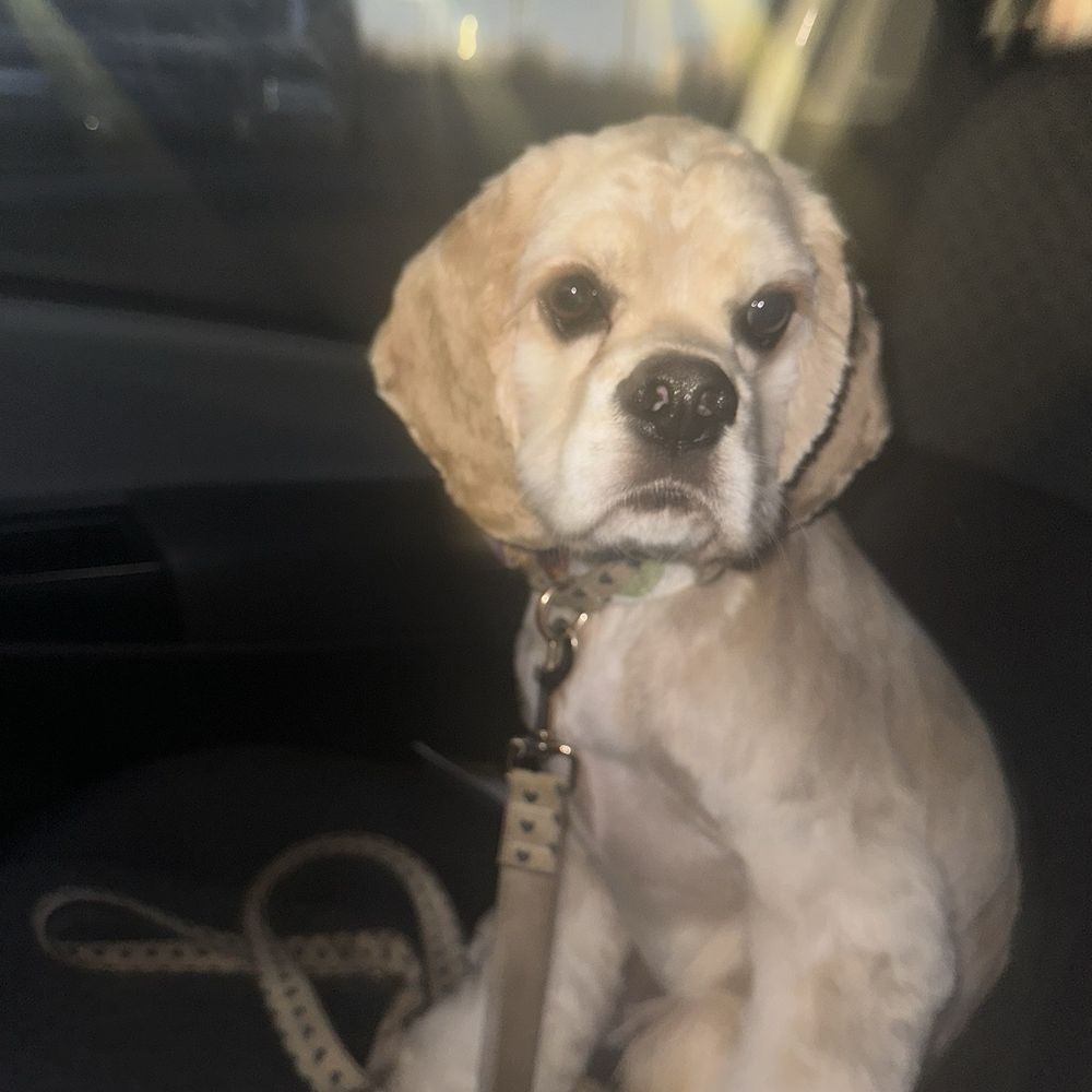 Petbar Alliance - Pet Groomers Near Me - Fort Worth, Texas