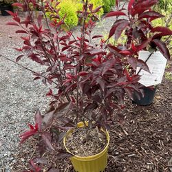 Palmer Nursery
