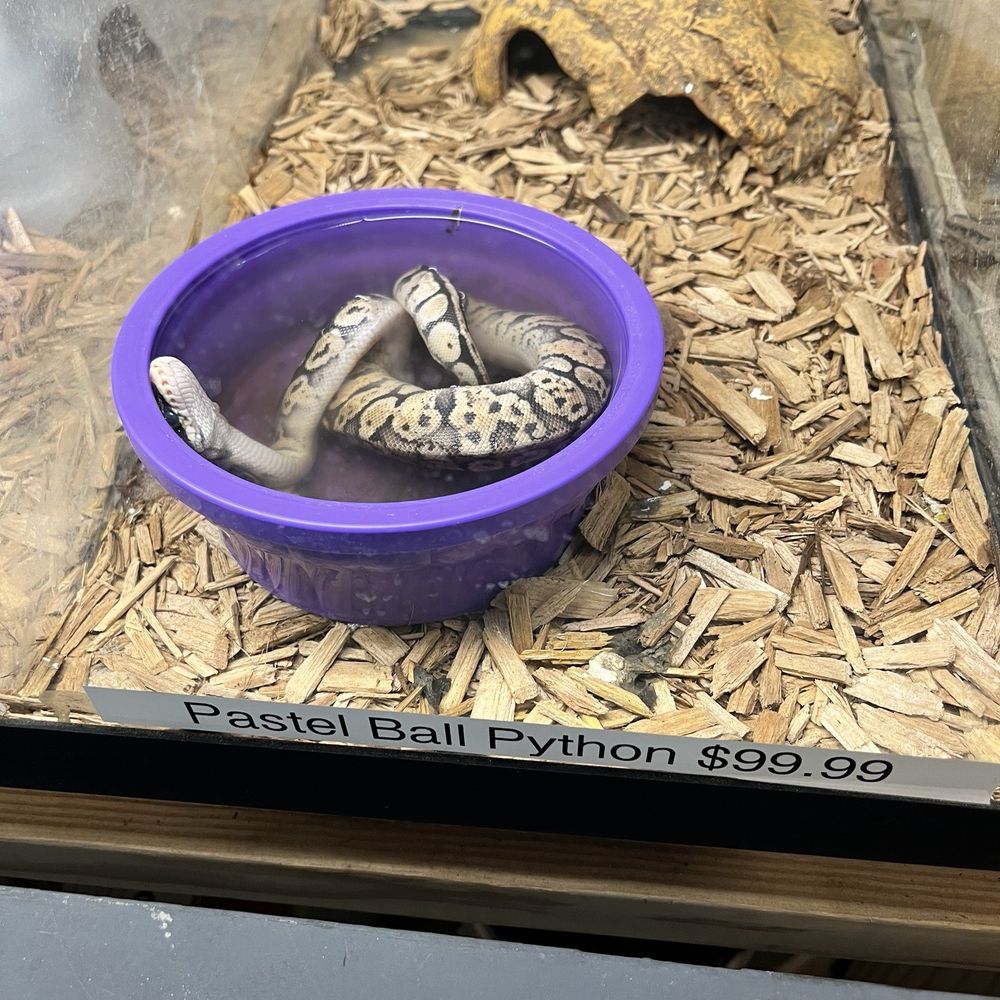Bird Dog & Cat Fish - Pet Stores Near Me - Spring Branch, Texas Bird Dog & Cat Fish - Pet Stores Near Me - Spring Branch, Texas
