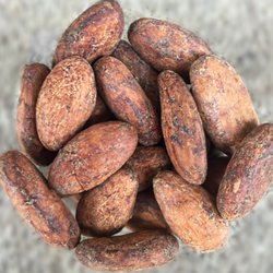 Cocoa Supply - Wholesale Organic Certified Ecuadorian Arriba Cacao Beans