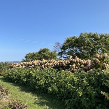Folls Flowers - beautiful hydrangeas! - Florists Near Me - Auburn, New York Folls Flowers - beautiful hydrangeas! - Florists Near Me - Auburn, New York