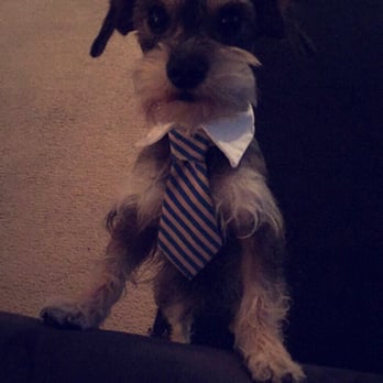 Aunt B's Pet Grooming - Pet Groomers Near Me - Orlando, Florida
