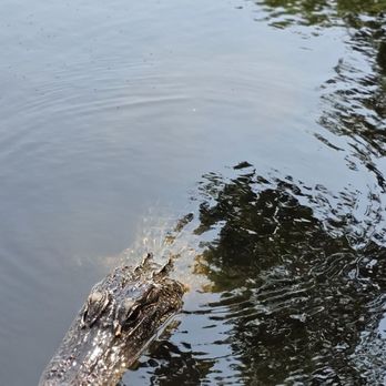Airboat Adventures - Boat Tours Near Me - Lafitte, Louisiana Airboat Adventures - Boat Tours Near Me - Lafitte, Louisiana