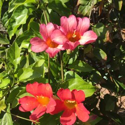 San Luis Coastal Unified School District - Flowers growing on garden fence
