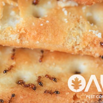 Oak Pest Control - ants on food - Pest Control Near Me Oak Pest Control - ants on food - Pest Control Near Me