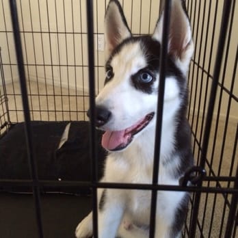 8 Week Old White Cream Shiba Inu Yelp